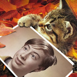 Photo effect - Cute kitten in the autumn leaves